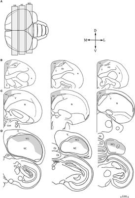 Exploring the Relationship between Brain Plasticity, Migratory Lifestyle, and Social Structure in Birds